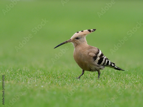 Hoopoe, Upupa epops