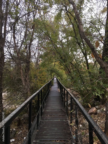 wooden bridge in the woods