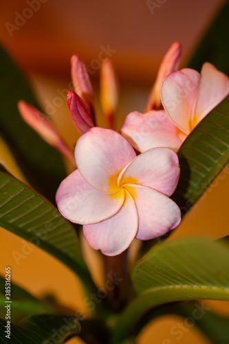 Macro abstract defocused art view of blooming white and pink plumeria  frangipani  flower blossoms under low light with an elegant ethereal texture