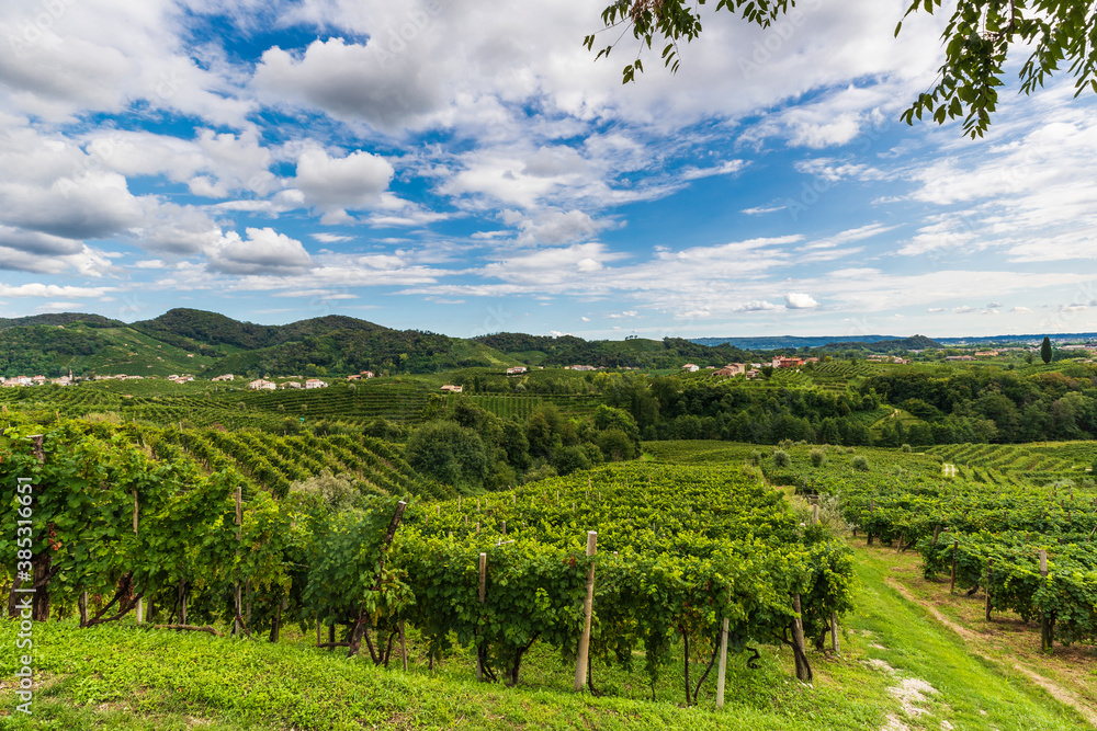 The vineyards of the Prosecco hills in the Veneto region