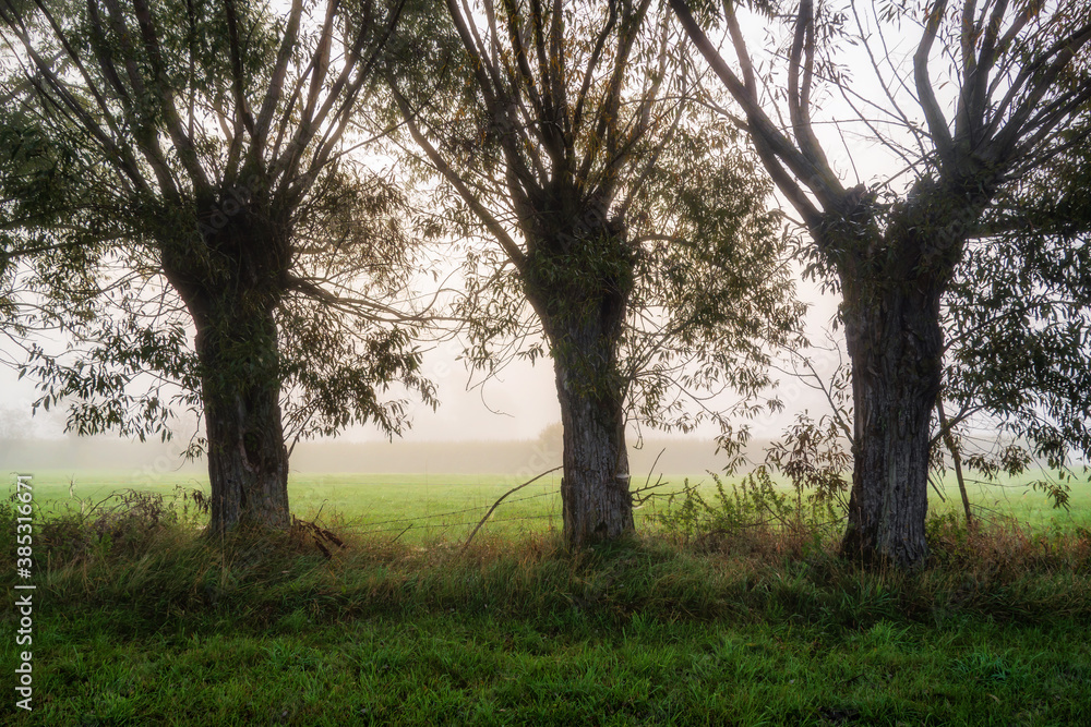 Fototapeta premium Jesienny krajobraz spowity mgłą , Podlasie, Polska