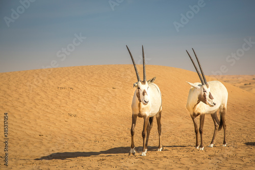 arabian oryx in a desert near Dubai photo