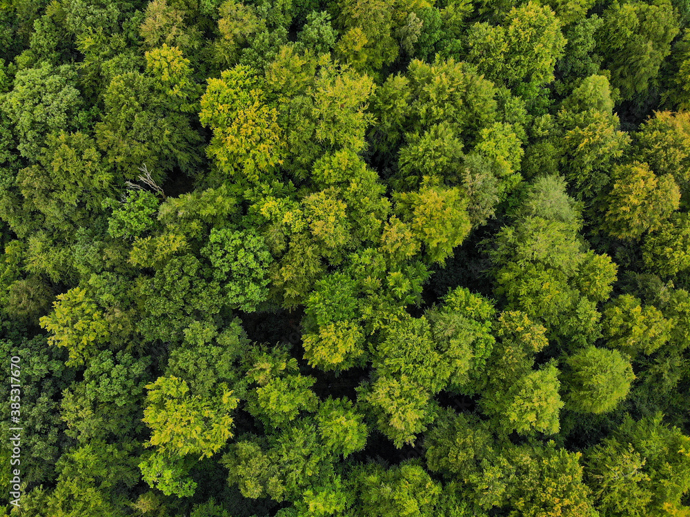 Drone view of a top down view on a green lively forest 