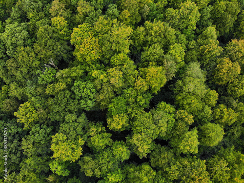 Drone view of a top down view on a green lively forest 