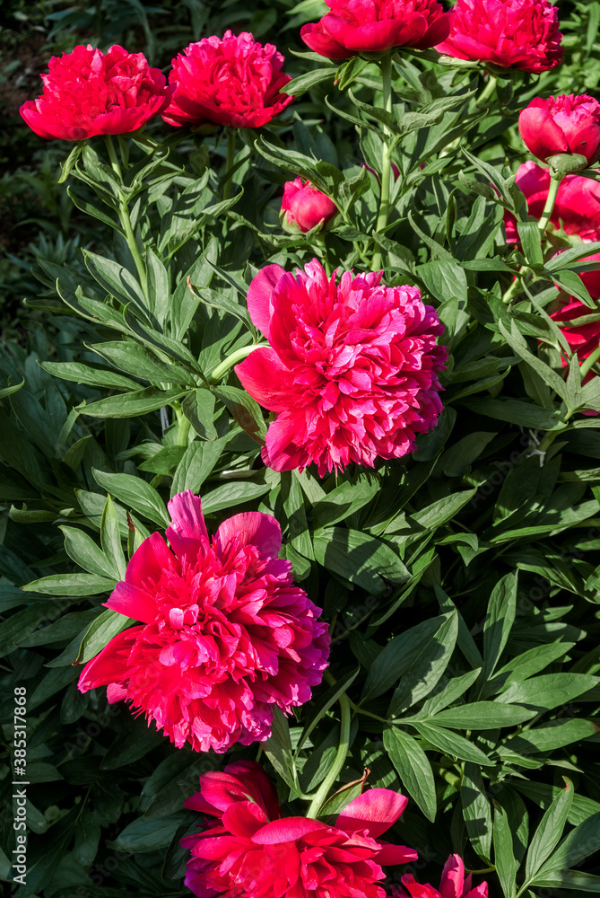 Hybrid Peony (Paeonia hybrida) in park Hybrid Peony (Paeonia hybrida) in park