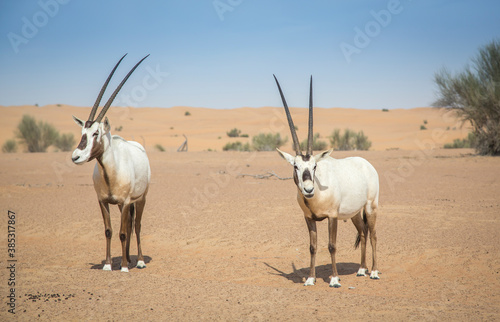 arabian oryx in a desert near Dubai © katiekk2