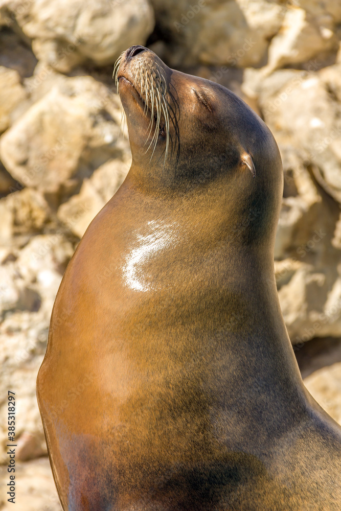 Fototapeta premium A sea lion sunbathing with eyes closed