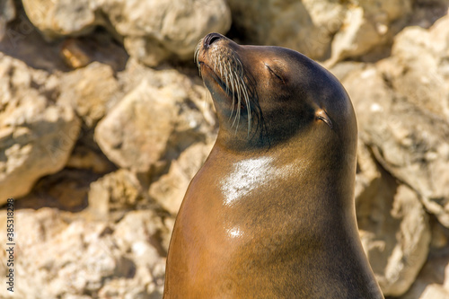 A sea lion sunbathing with eyes closed