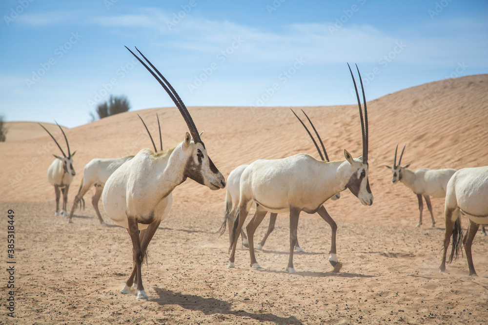 Fototapeta premium arabian oryx in a desert near Dubai