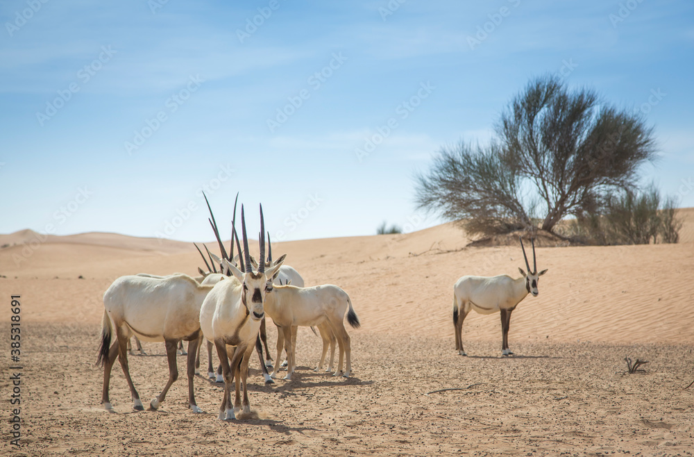 Naklejka premium arabian oryx in a desert near Dubai