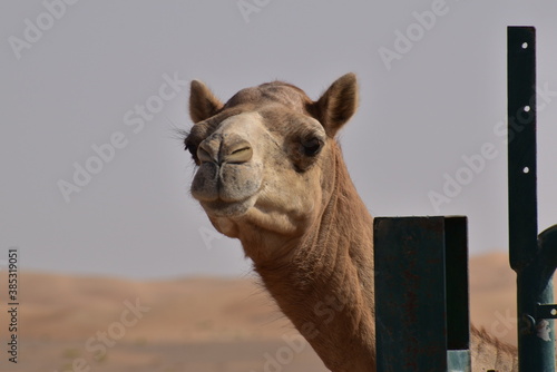 Closeup shot of camel's head.A view from Abu Dhabi desert.