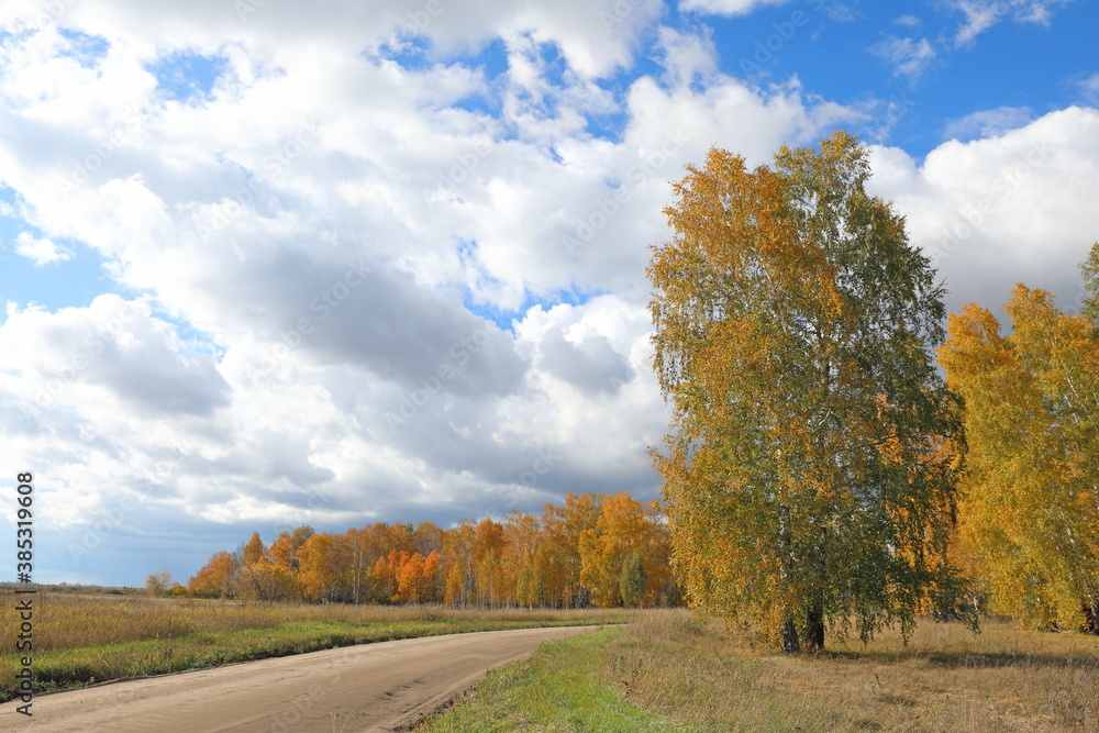 Field road and birch in autumn in Russia