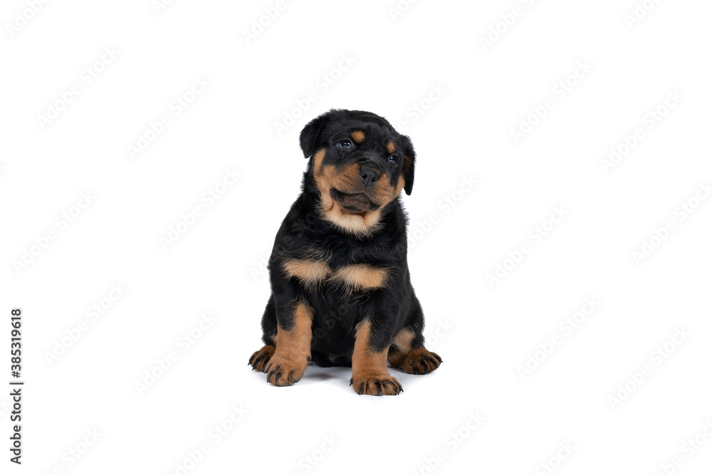 Beautiful Rottweiler puppy, age five weeks, studio shot isolated in white