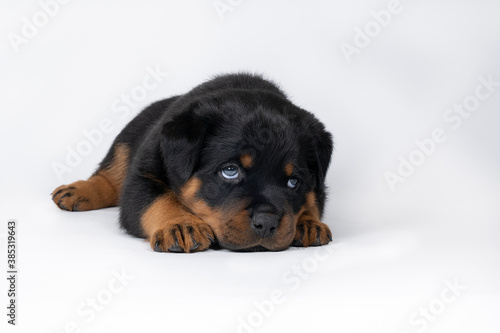 Fototapeta Naklejka Na Ścianę i Meble -  Beautiful Rottweiler puppy, age five weeks, studio shot isolated in white