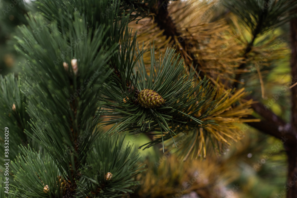 close up of pine needles and a cone