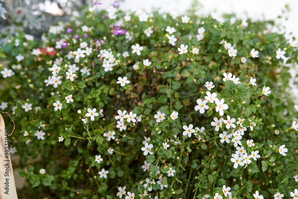 White bacopa flowers in flowerpot