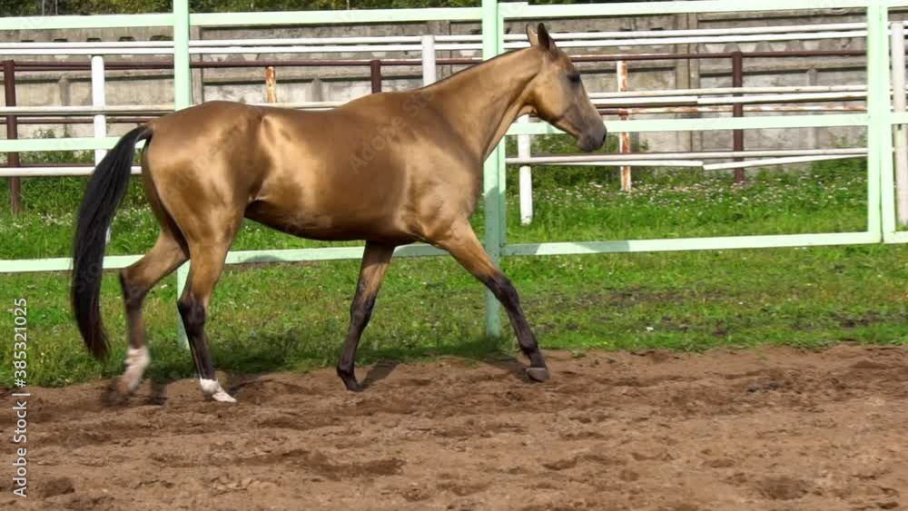 Golden akhal-teke stallion walking in paddock alone, slow-motion Golden akhal-teke stallion walking in paddock alone, slow-motion