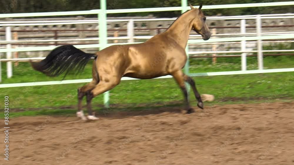 Stunning golden stallion running fast, slow-motion Stunning golden stallion running fast, slow-motion