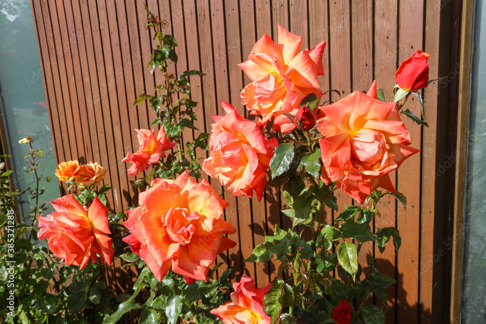 Flowers and plant Flowers and plant