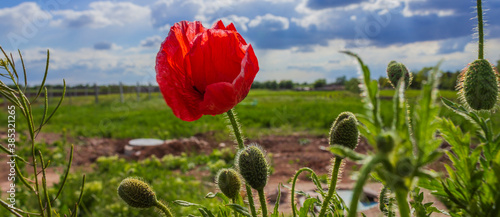 Red poppy close-up on a green field background