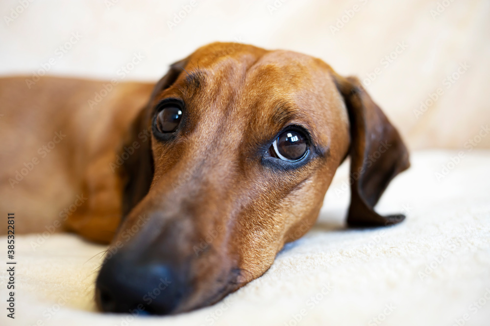 A sad cute dachshund lies on the bed and looks at the camera. The dog is in the house.