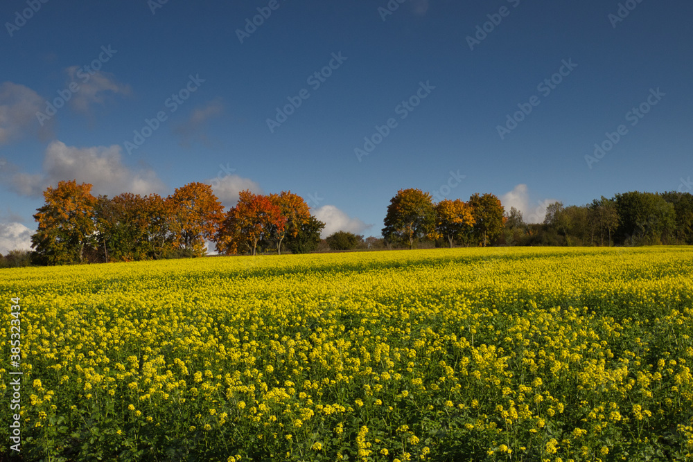 Herbstlandschaft Vollmarsburg Hauneck