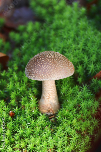 mushroom in the forest, Mushroom Panther  © Aleksa