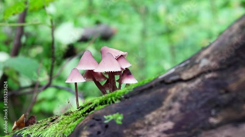 Group of small thin inedible mushrooms on an old tree trunk in forest.
