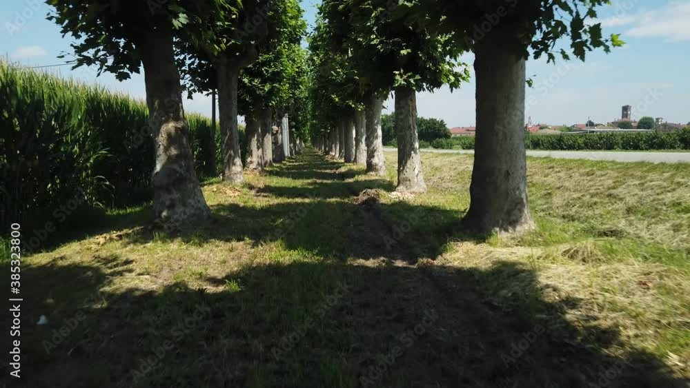 Green Summer Trees Alley Shadows The Pathway At The Park In Countryside On A Bright Sunny Day. - Tracking Shot