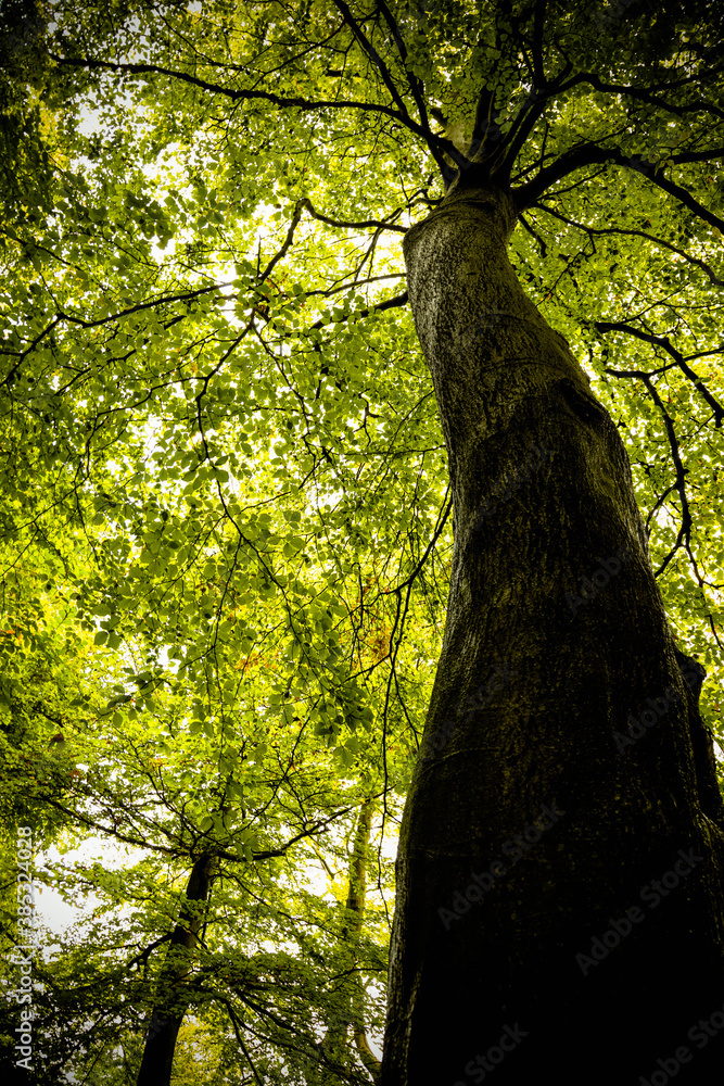 Fototapeta premium Trees in a dark forest
