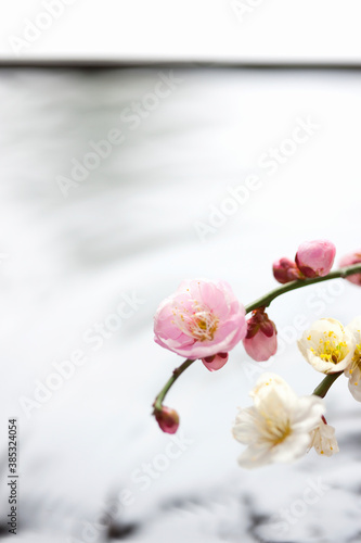 梅の花 © Paylessimages