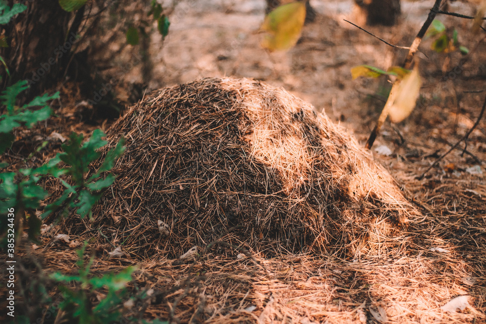 anthill in the forest anthill in the forest