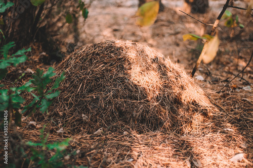 anthill in the forest