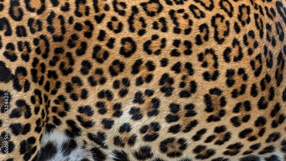 Leopard fur background (real fur)