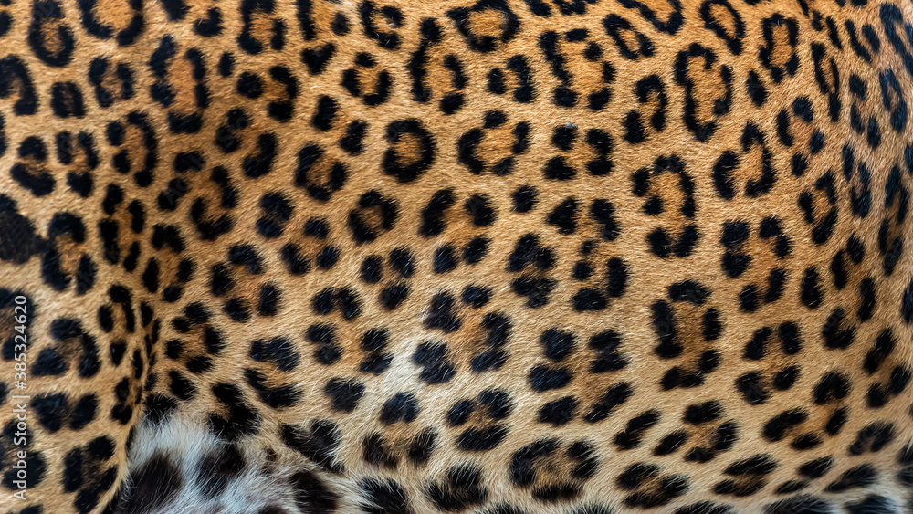 Leopard fur background (real fur) Leopard fur background (real fur)