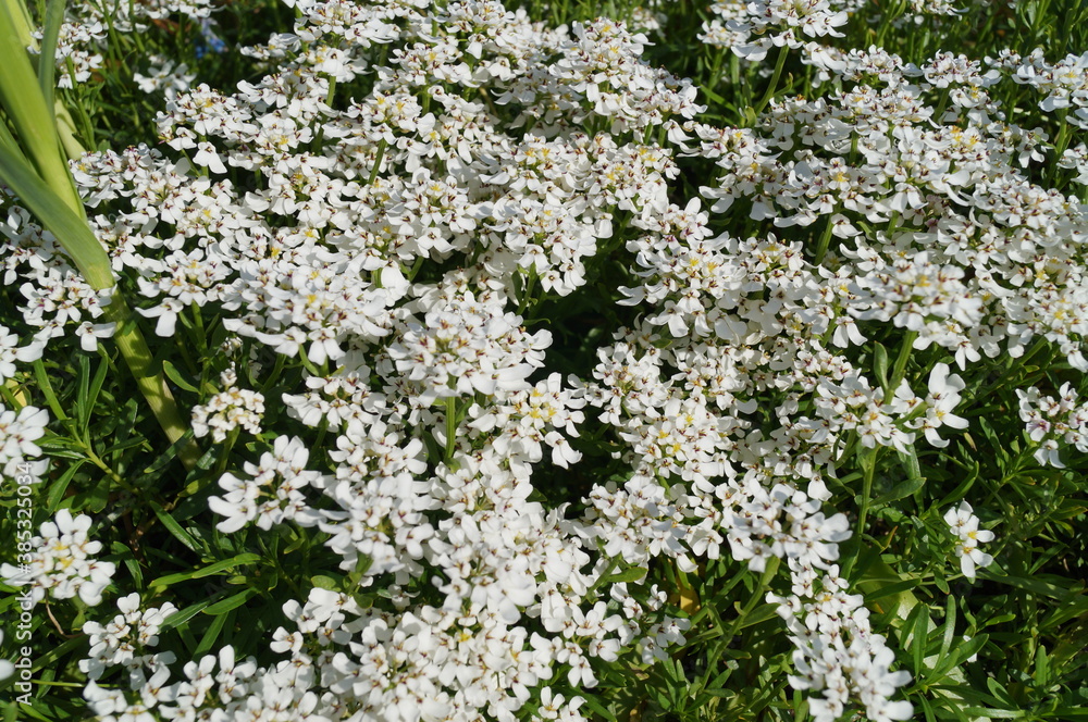 Obraz premium A beautiful sunny photo of white flowers in a flower bed - Iberis. Green and white background