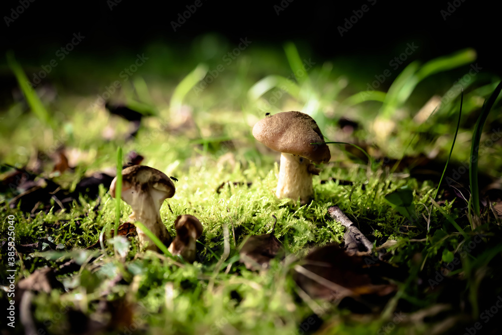 Mushrooms in a dark forest