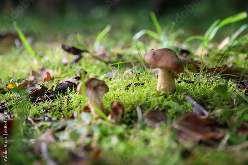 Mushrooms in a dark forest