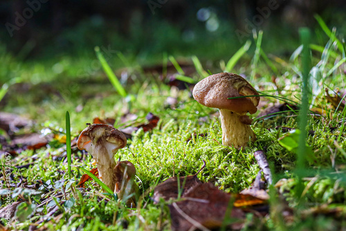 Mushrooms in a dark forest