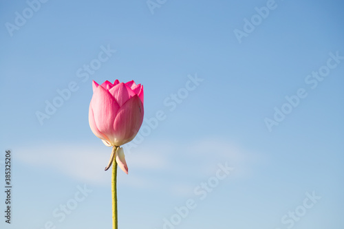 Beautiful lotus flower with sky background. This is the flower of the Buddha.