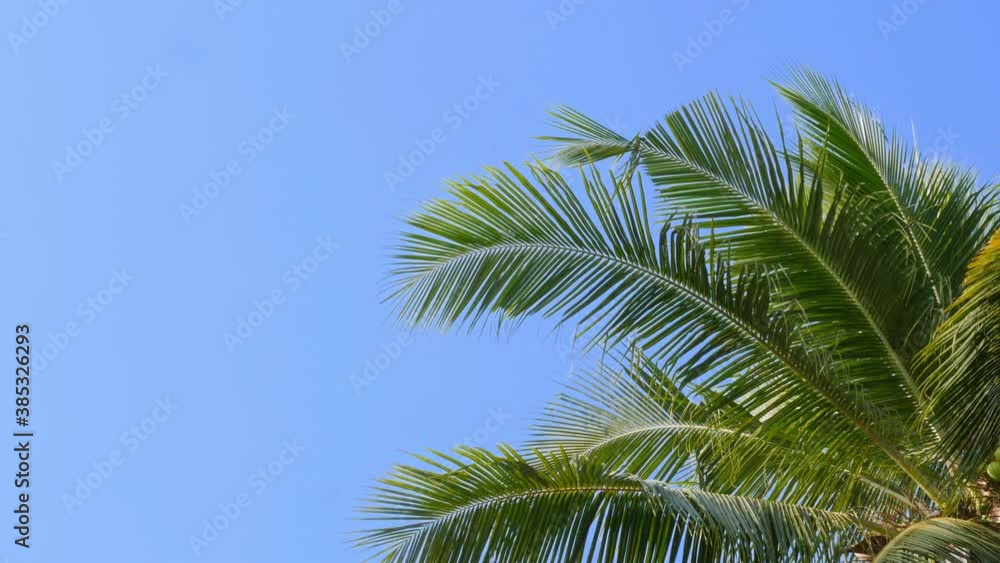 Tropical beach palm leaves coconut tree swaying in wind on clear blue sky summer background. Tropical beach palm leaves coconut tree swaying in wind on clear blue sky summer background.