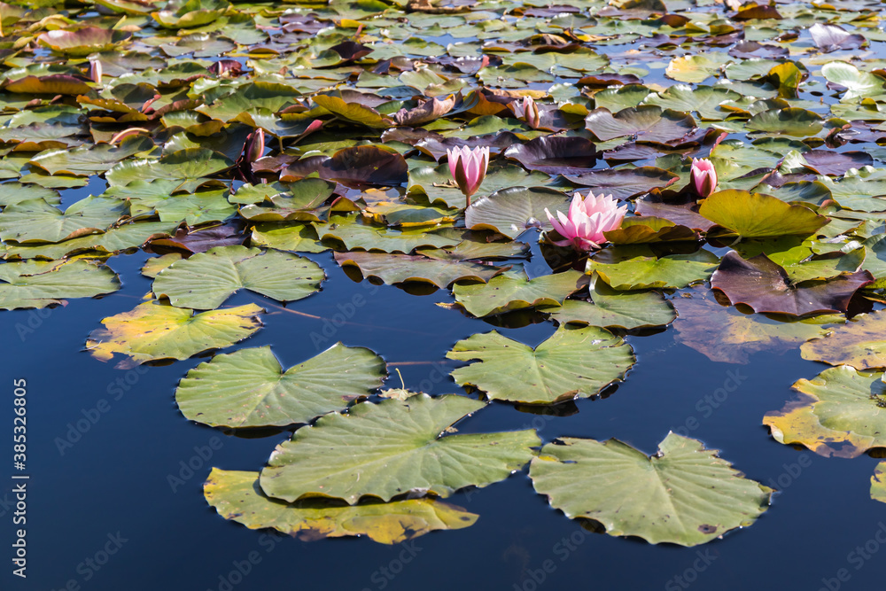 Water Lily is one of the best pond decorations. Water Lily is one of the best pond decorations.
