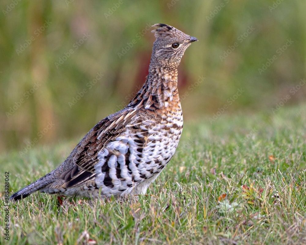 Grouse taken in Manitoba, Canada
Grouse taken in Manitoba, Canada