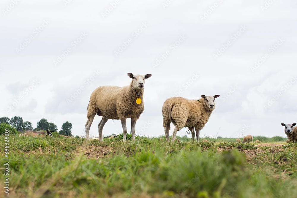 Group of sheep in a Dutch meadow Group of sheep in a Dutch meadow