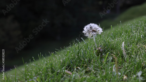 Wallpaper Mural Flowers in scotland Torontodigital.ca