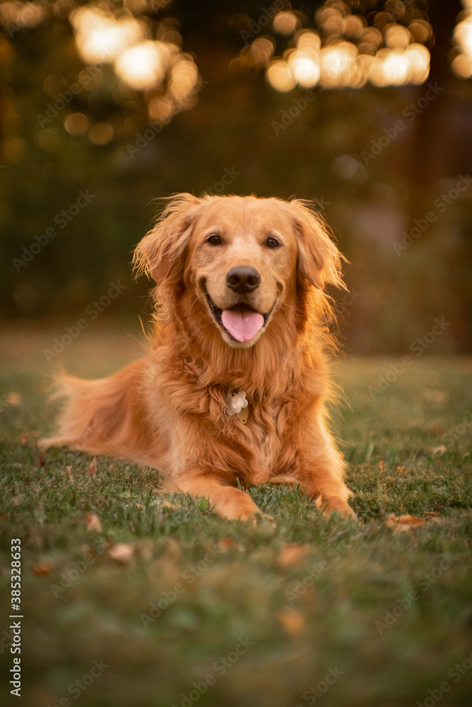 Golden Retriever Golden Retriever