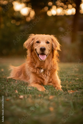 Golden Retriever 