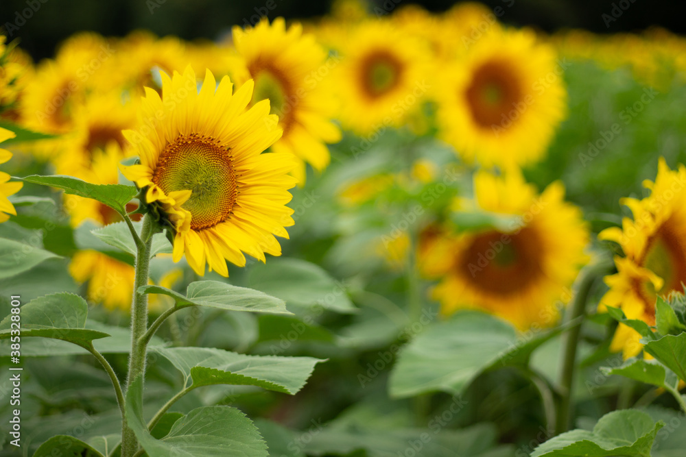 Fototapeta premium tournesol fleur jaune été graine