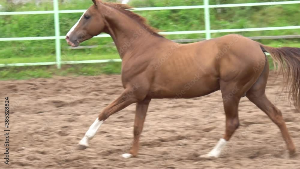 Chestnut young horse gallops in paddock, slow-motion clip Chestnut young horse gallops in paddock, slow-motion clip
