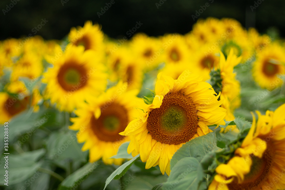 Obraz premium tournesol fleur jaune été graine